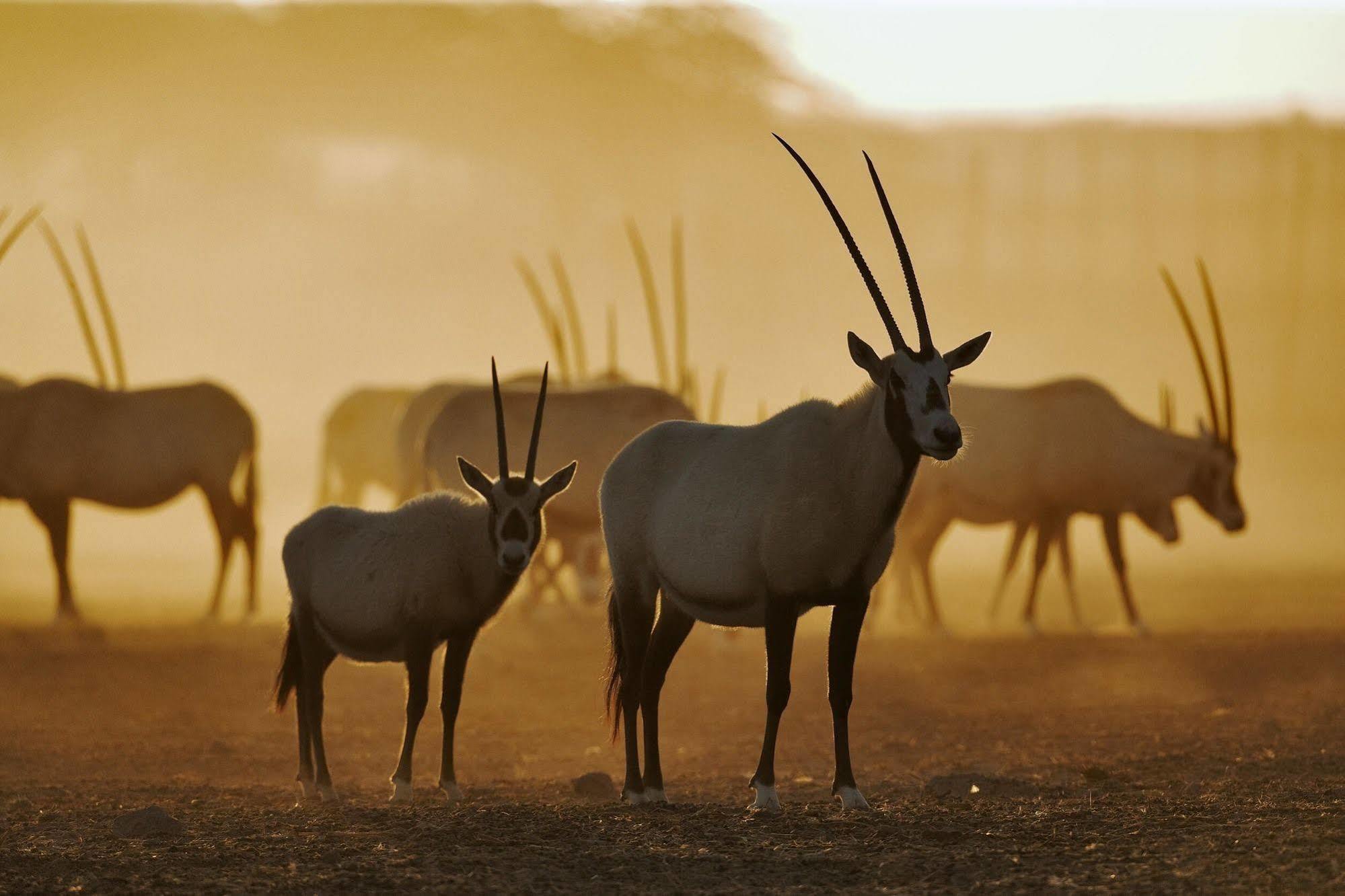 Anantara Sir Bani Yas Island Al Sahel Villas Zahr Exterior photo